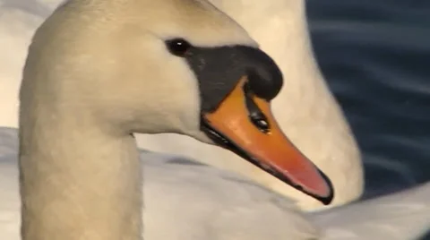 MUTE SWAN CLOSE UP #2 Stock Footage 36152891