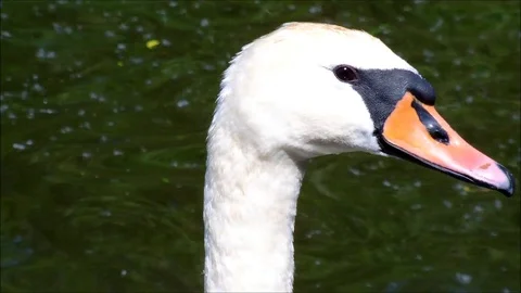 Mute swan close up shot Stock Footage 92473729