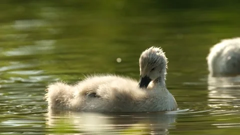Mute swan (cygnet) Video stock 244316077