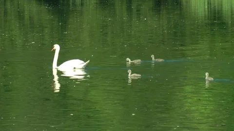 Mute Swan with cygnets Video stock 155495598
