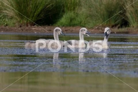 Mute swan, Cygnus olo Stock Photos