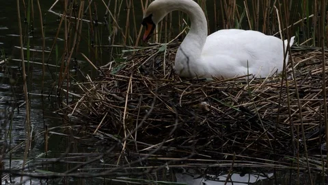 Mute swan Cygnus olor adding more material to nest whilst incubating Video stock 108053319