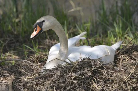 Mute swan, Cygnus olor, brooding in the nest Stock Photos