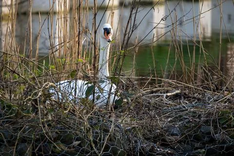 Mute swan, Cygnus olor, brooding in the nest, hatching eggs Stock Photos