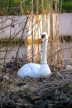 Mute swan, Cygnus olor, brooding in the nest, hatching eggs Mute swan, Cyg... Stock Photos