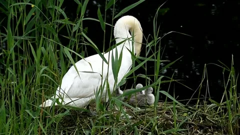 Mute swan (Cygnus olor) with chicks at its nest, Schleswig-Holstein, Germany, Stock Footage 295966904