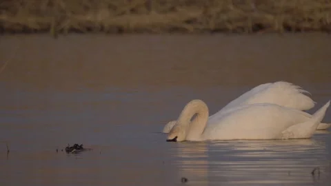 Mute swan (Cygnus olor) eats in the river Stock Footage 283933534