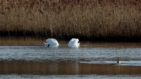 Mute Swan, Cygnus olor 스톡 동영상 148402297