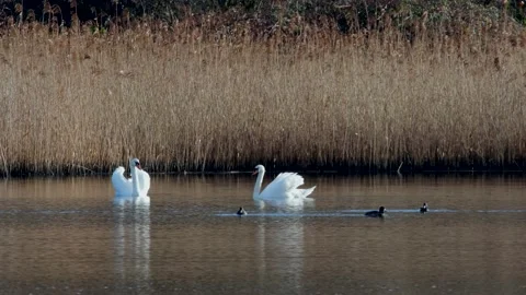 Mute Swan, Cygnus olor Stock Footage 148402401