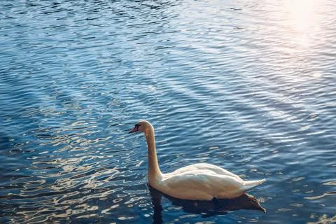 Mute swan (Cygnus olor) gliding across a river at sunset. Amazing sunset sc.. Stock Photos