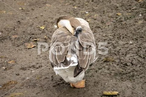 Mute swan Cygnus olor head close-up photo Stock Photos
