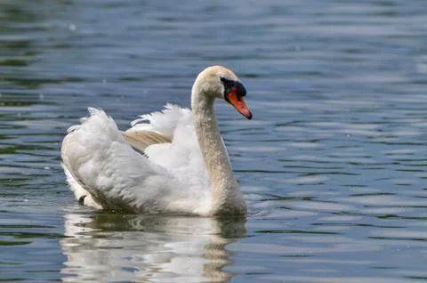 Mute swan, Cygnus olor Stock Photos