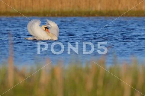 Mute Swan. Cygnus olor. Stock Photos