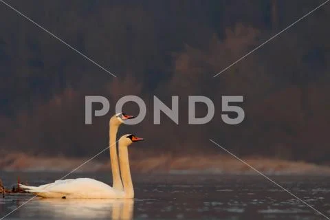 Mute Swan. Cygnus olor. Stock Photos