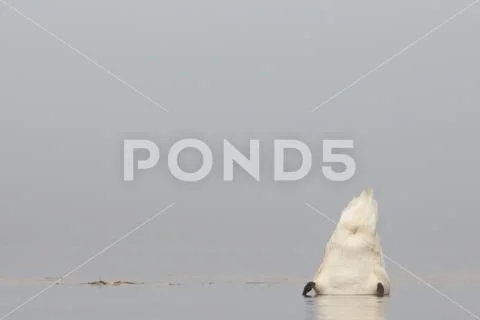Mute Swan. Cygnus olor. Stock Photos