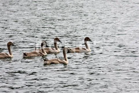 Mute Swan (Cygnus Olor) Stock Photos