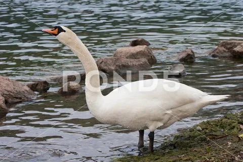 Mute Swan (Cygnus Olor) Stock Photos