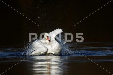 Mute swan (Cygnus olor) Stock Photos