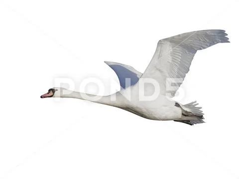 Mute swan, Cygnus olor Stock Photos