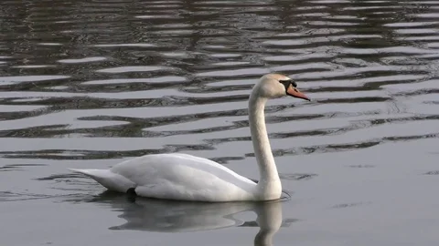 Mute Swan (Cygnus olor) swimming on pond, E NA Stock Footage