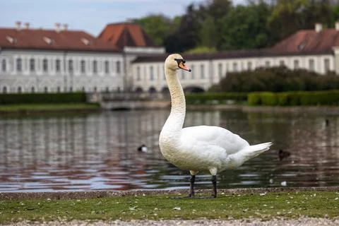 Mute swan, Cygnus olor swimming on a lake in Munich, Germany Stock Photos