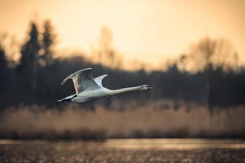 The mute swan (Cygnus olor) takes off from the pond and flies above the water Stock Photos
