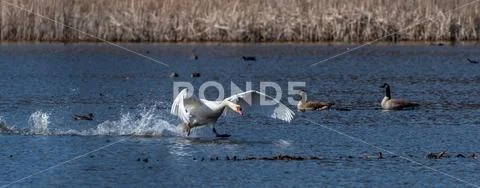 Mute Swan (Cygnus olor) taking off from the water Stock Photos