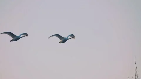 Mute swan (Cygnys olor) breeding pair flying overhead in urban setting. Stock Footage