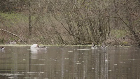 Mute swan dipping head underwater with greylag geese. 4K 60fps. Stock Footage 334292292