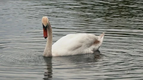 A mute swan dips its head underwater while foraging in calm pond waters Stockbeeldmateriaal 347940445