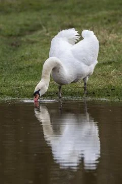 Mute swan drinking Foto stock