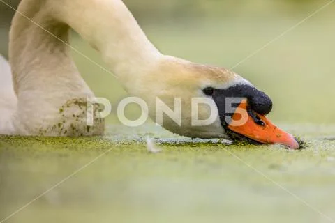 Mute swan eating duckweed Stock Photos