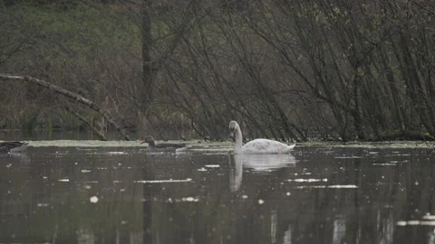 Mute Swan Feeding Dabbling Head Underwater Pond 4K 60p Stock Footage 334295940