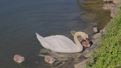 Mute Swan with Five Cygnets Feeding Near Riverbank, Aerial View Stock Footage 337231876