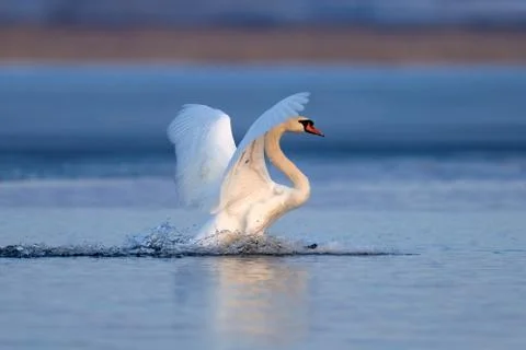 Mute swan flapping wings 写真素材