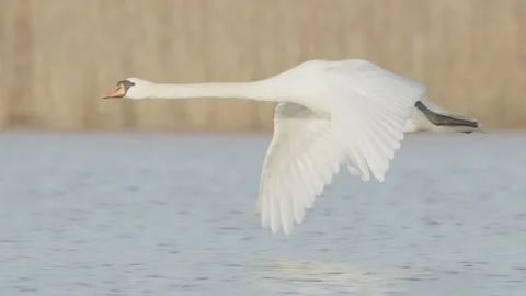 Mute swan flying bird over spring lake in slow motion, bird in flight Stock Footage 236991007