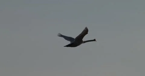 Mute swan flying low over glittering sea water to land at sunrise Stock Footage 342710561