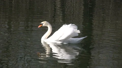 Mute Swan Video stock 1044301