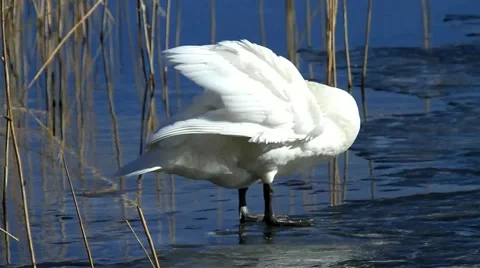 Mute swan Stock Footage 1181832
