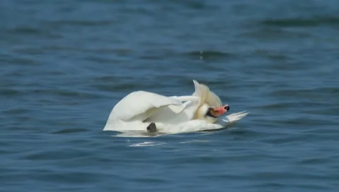Mute swan Stock Footage 3376120