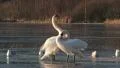 Mute Swan HD Footage