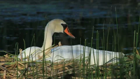 Mute swan Stock-Footage 10857792