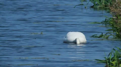 Mute swan 库存影片 12713741