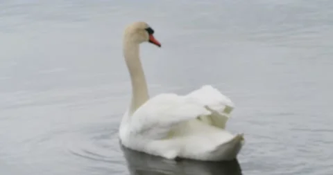 Mute swan Stock Footage 154009402