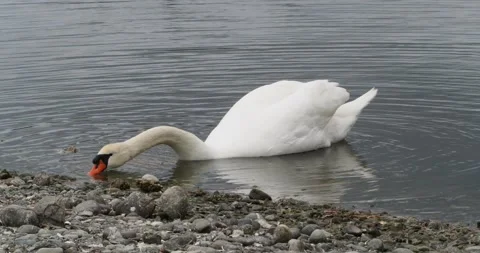Mute swan Stock Footage 154009423