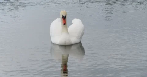 Mute swan Stock Footage 154009431