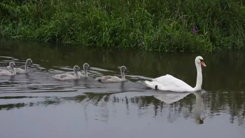 Mute Swan Video stock 280015237