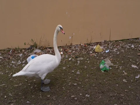 Mute swan in garbage Stock Footage 83627856
