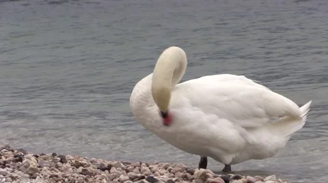 Mute Swan grooming - Webbed Feets in Lake Water Video stock 50628069
