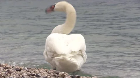 Mute Swan grooming - Webbed Feets in Lake Water Video stock 50632509